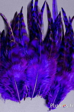 Coq chinchilla - 9-13 cm - aubergine